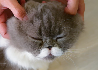 어깨와 얼굴의 뭉침을 마사지하시는 고양이.