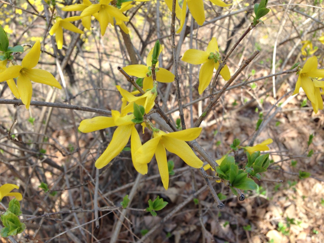 행리단길 개나리