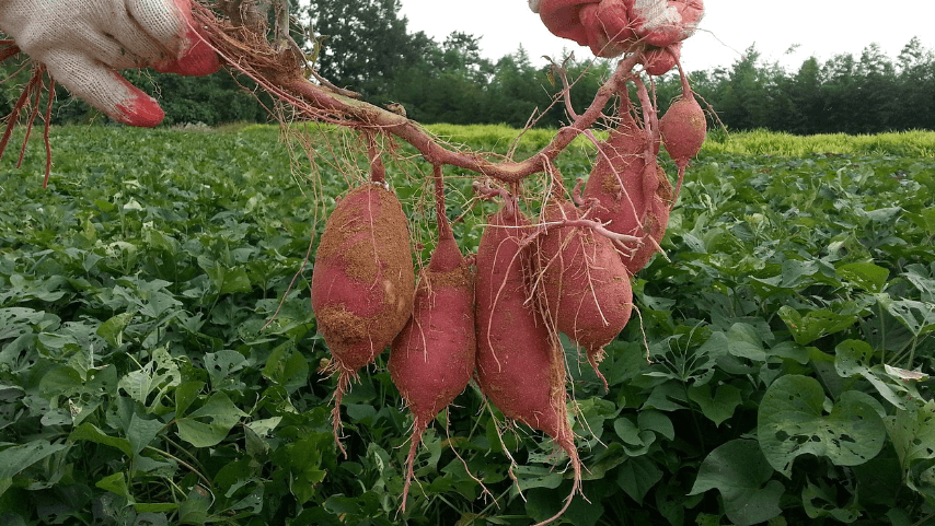 식이섬유가 많은 음식 - 10116