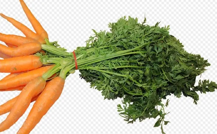 당근잎-효능