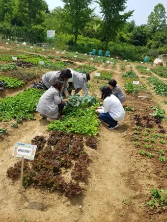 텃밭 가꾸기 모종 선택 파종 시기 물주기 비료 초보 가이드_10