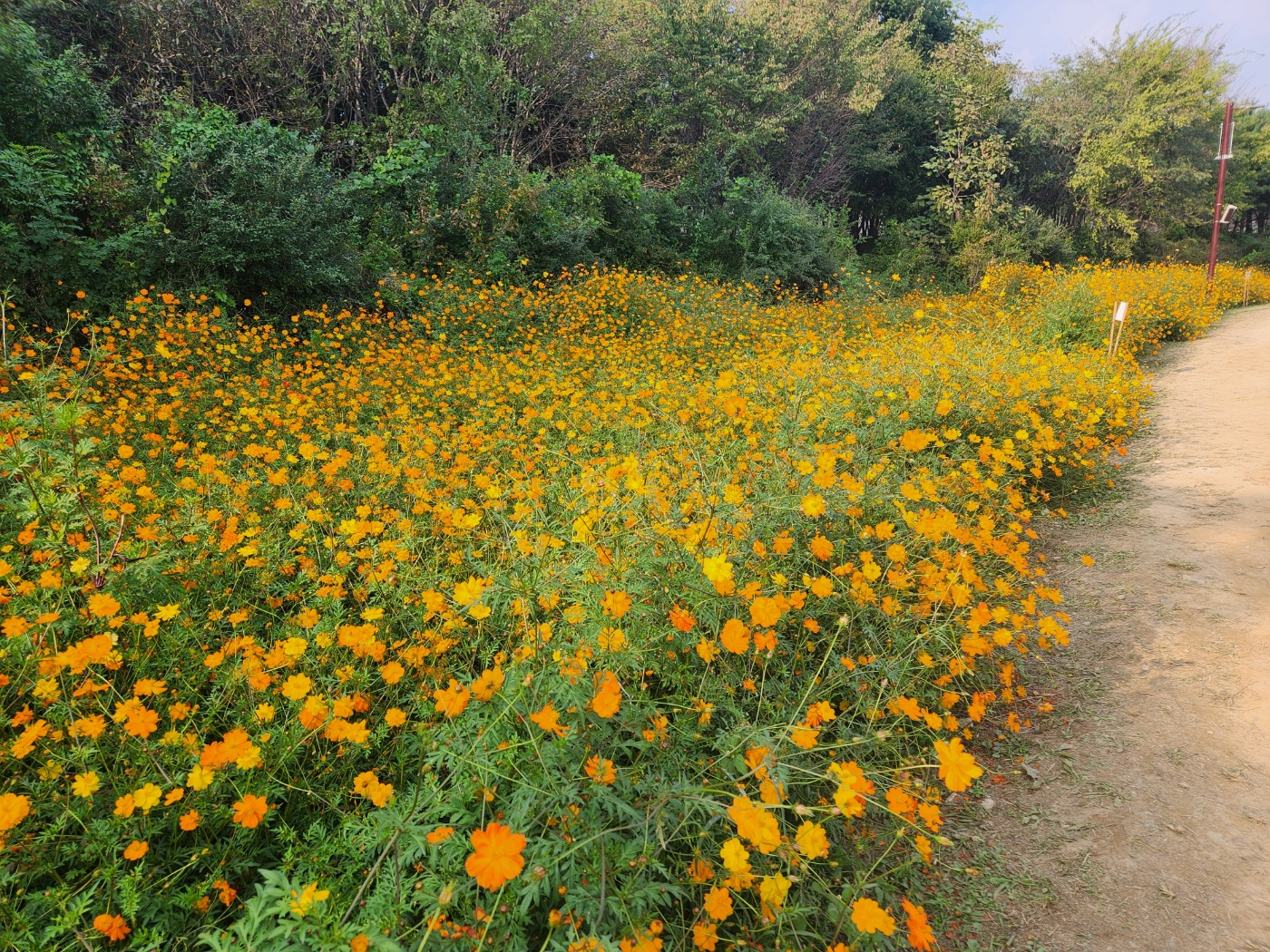 드림파크국화축제