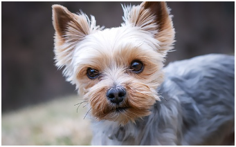 동물등록번호 확인