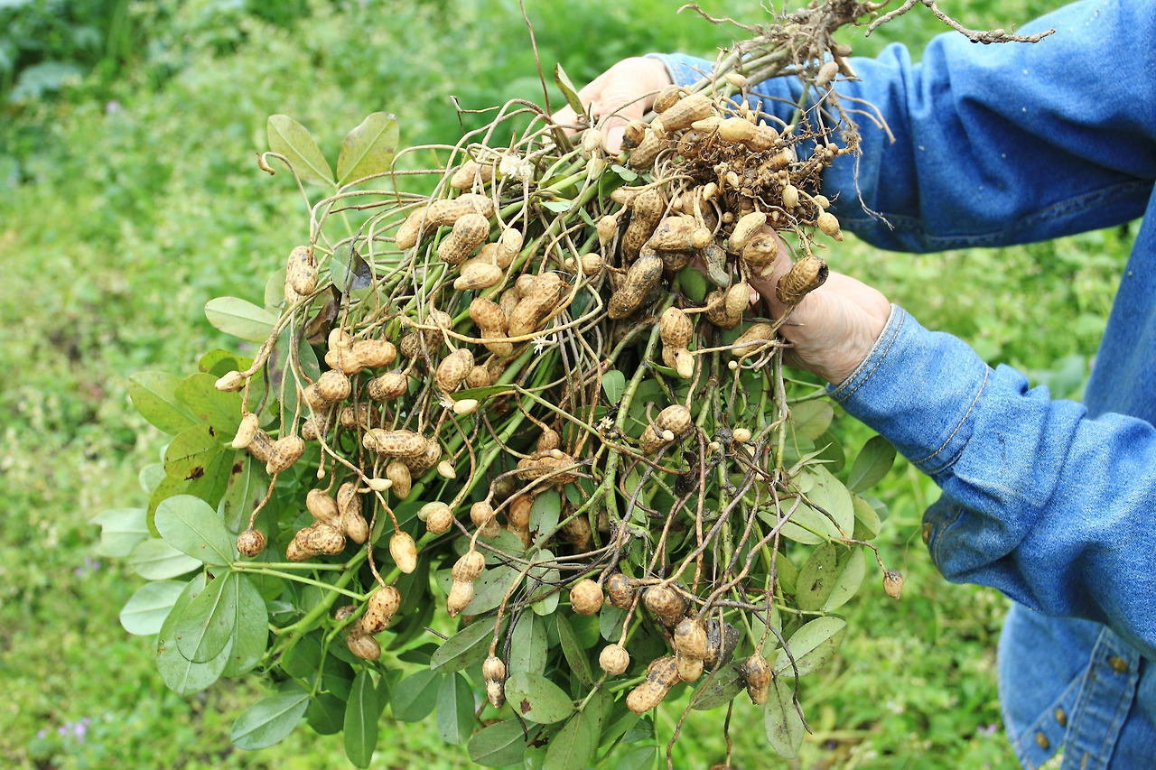 땅콩 수확시기