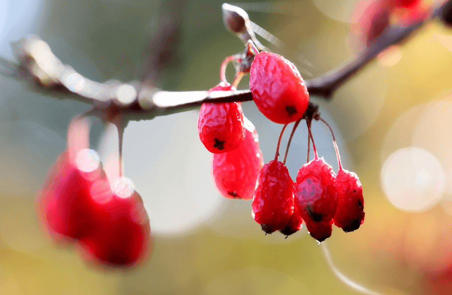 산수유 효능과 먹는 법