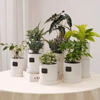 화분 여행 전 관리 급수준비 조명타이머 통풍점검 안심외출 체크_5