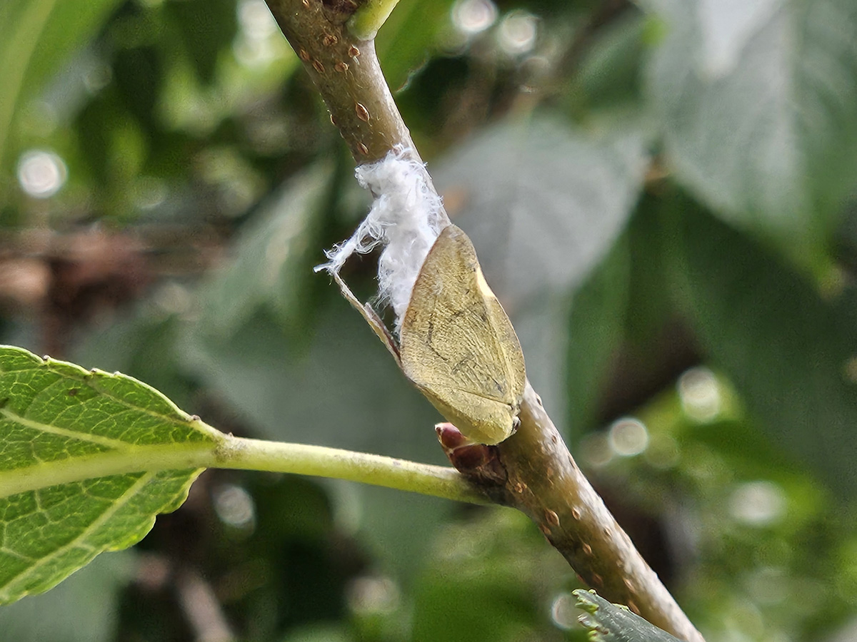 갈색날개매미충1