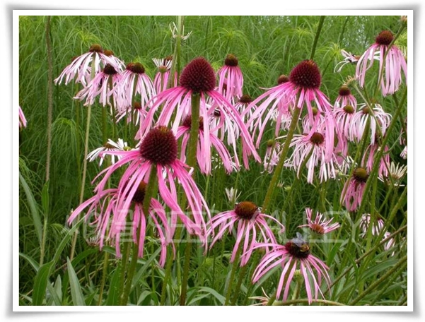 "에키네시아" 자연이 주는 건강의 선물, 건강을 지키는 허브 꽃!