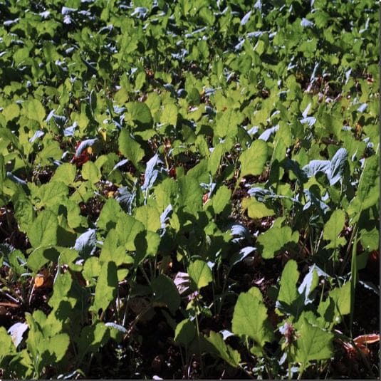 가을에 파종한 유채