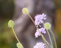 스카비오사(솔체꽃) 이미지 사진
