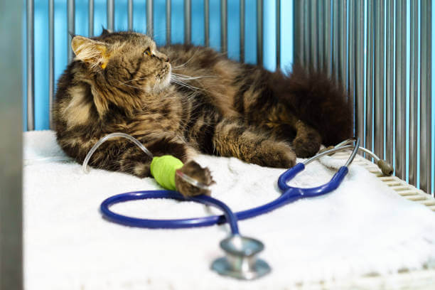 반려동물 생활비 절약 가계부 루틴│초보도 바로 적용 가능