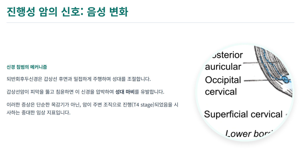 목소리가 쉬거나 탁해지는 경우 갑상선암의 중요한 단서임을 나나태는 이미지