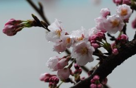 서울벚꽃놀이명소TOP10