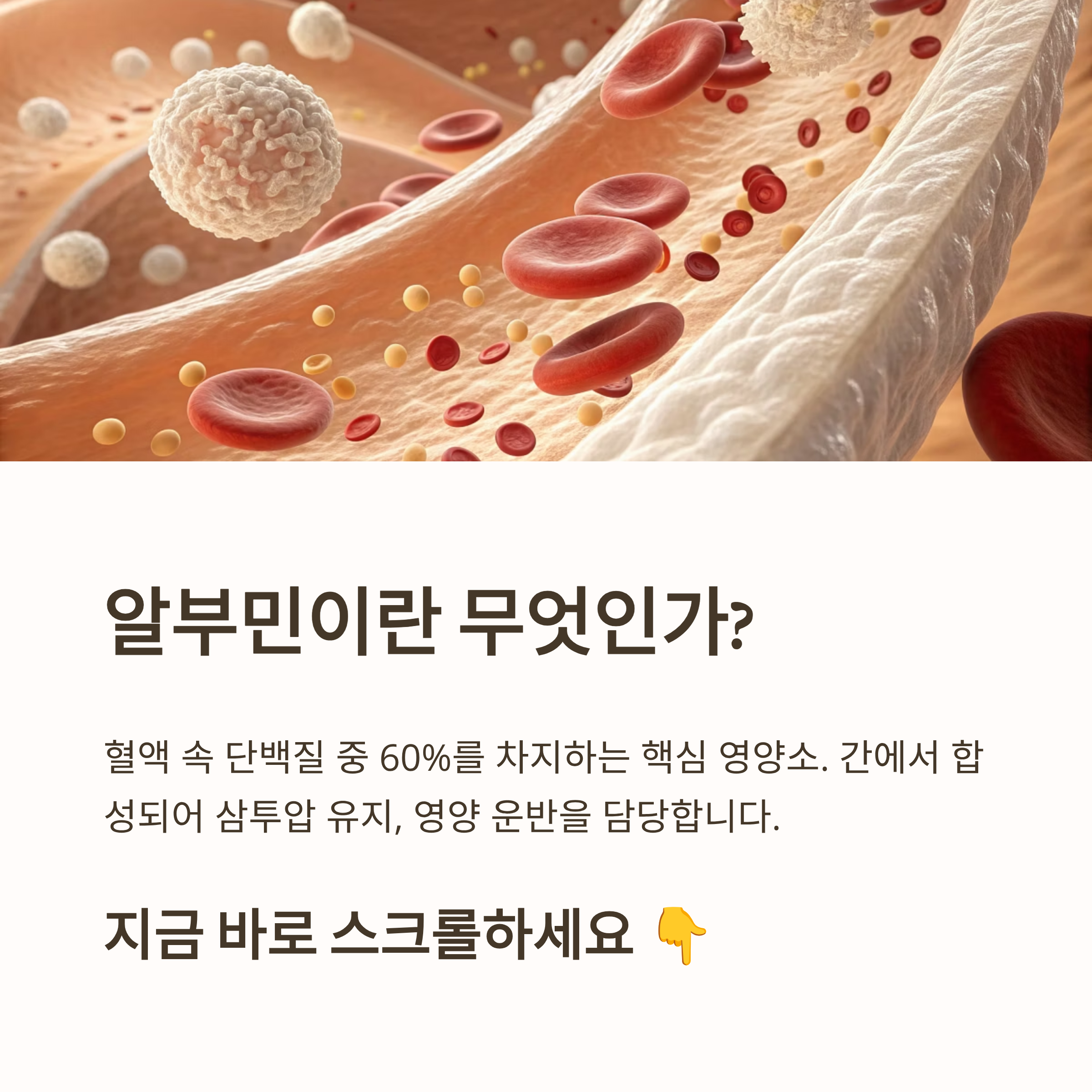 알부민 많은 음식 10가지|간 건강·면역력·부종 개선에 좋은 고단백 식단 총정리