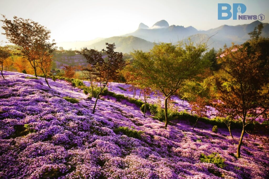 진안-원연장-꽃잔디-마을