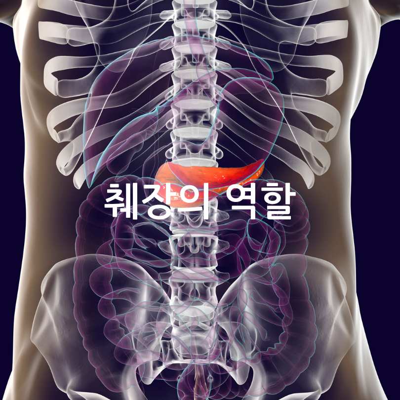 췌장에 좋은 음식