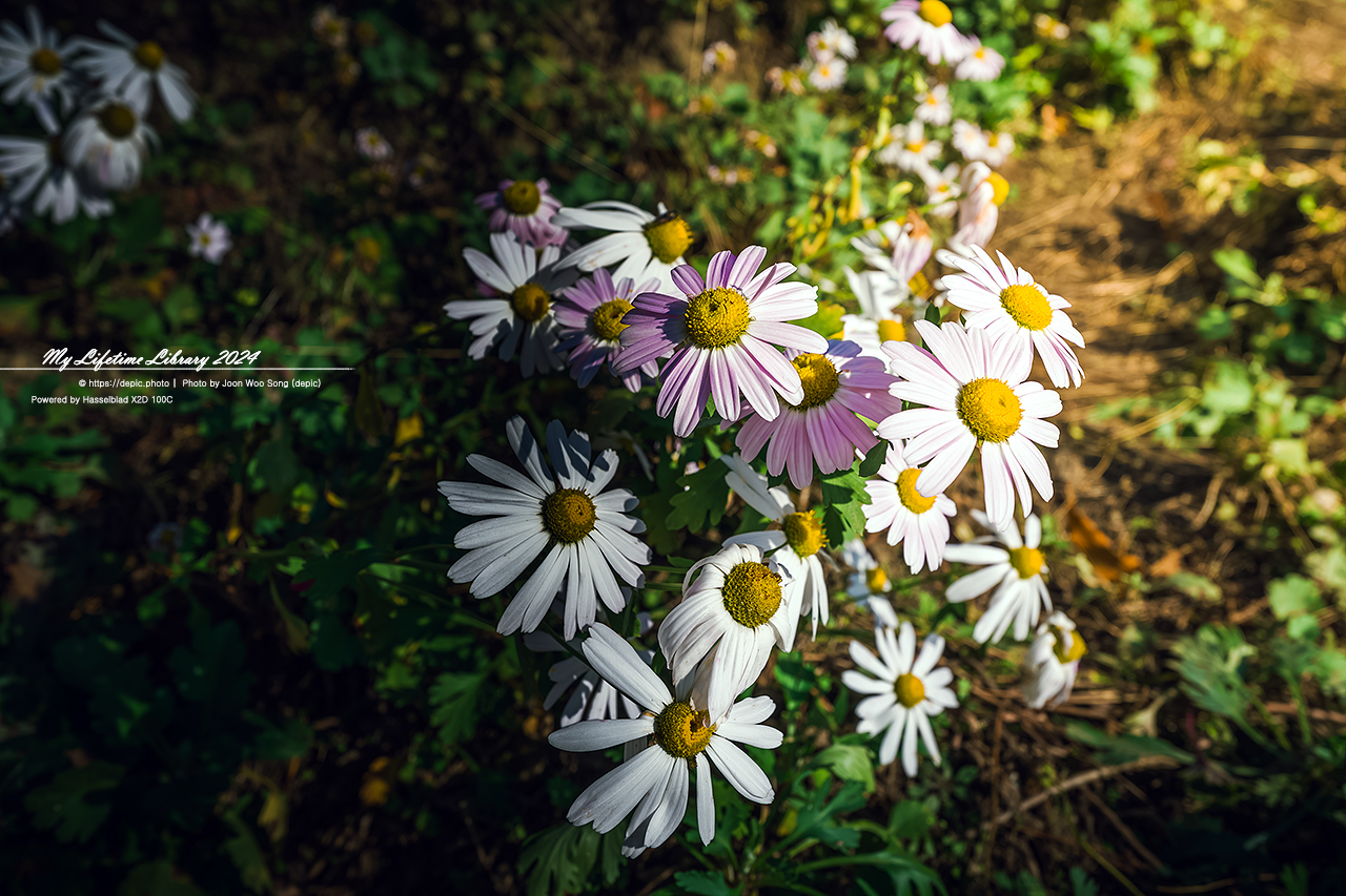 공주 구룡사 구절초 가을