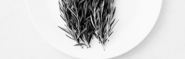 로즈마리 키우기: 로즈마리 삽목