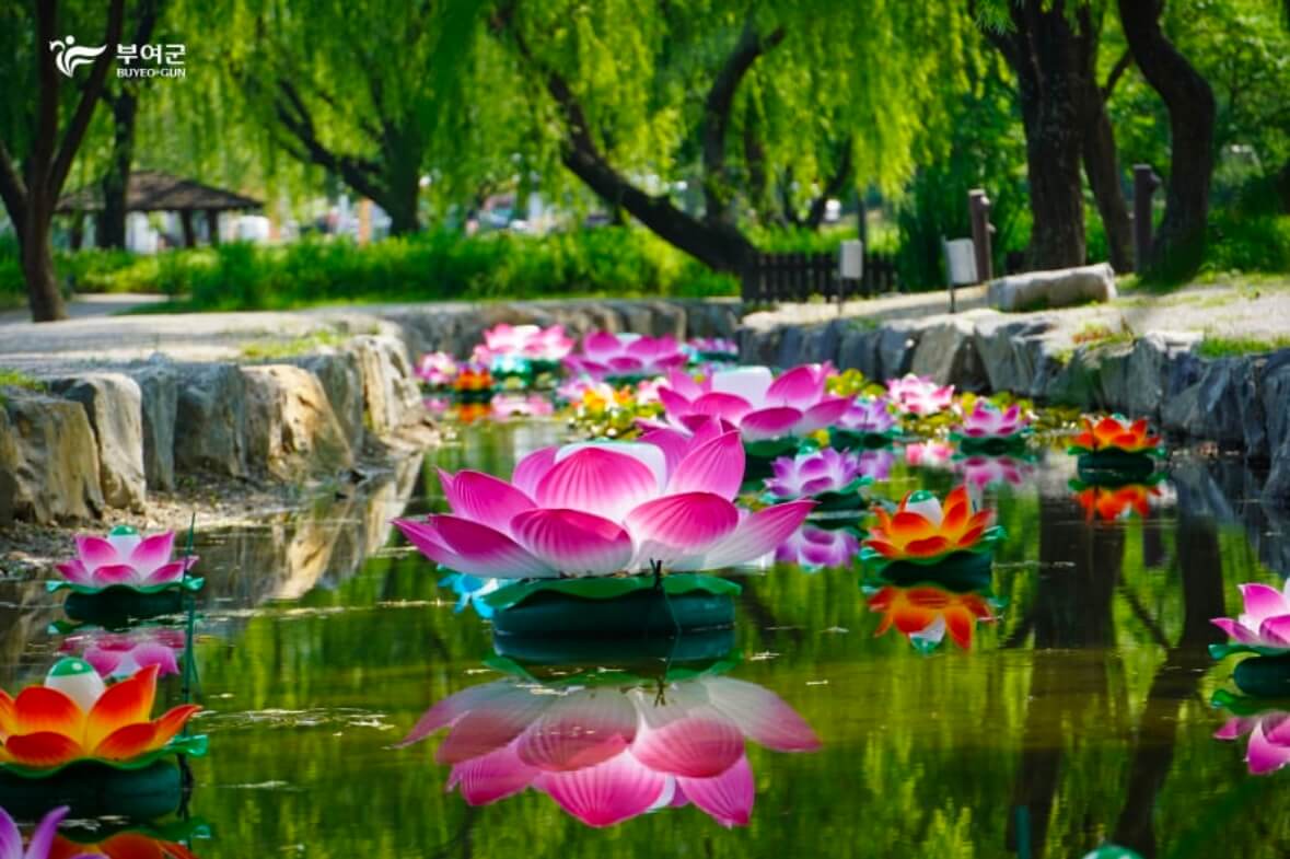 부여 연꽃축제