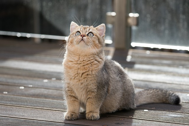고양이 항문낭 존재 이유! 항문낭 염증 원인&#44; 증상&#44; 치료&#44; 예방