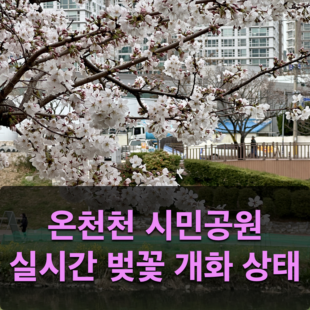 온천천시민공원_실시간벚꽃개화상태