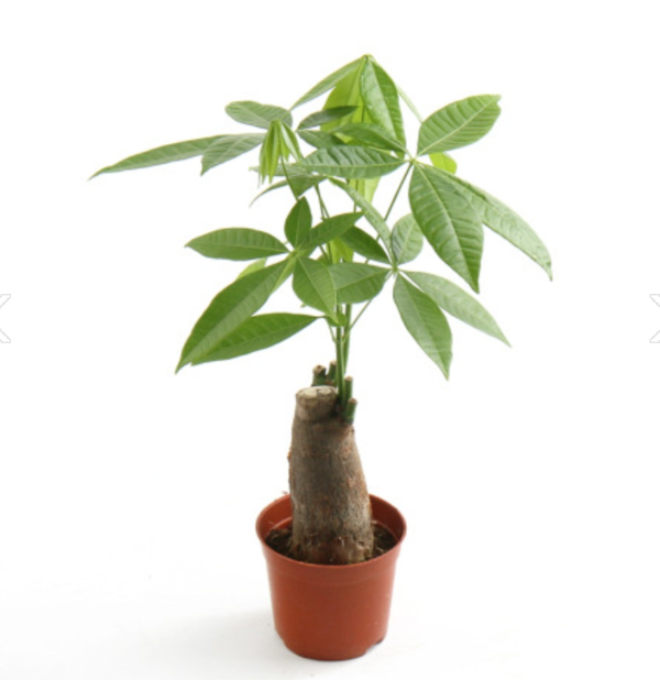 공기정화 식물 파키라