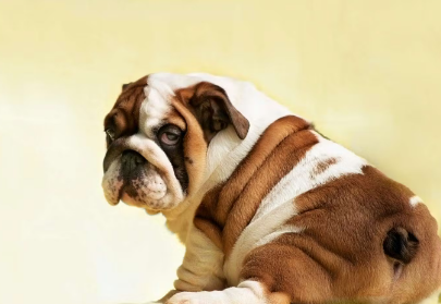 뒤돌아보는 강아지