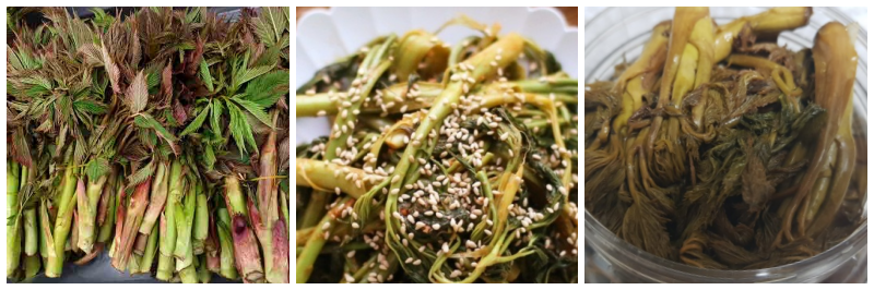 눈개승마, 눈개승마 나물 무침, 눈개승마 장아찌 사진