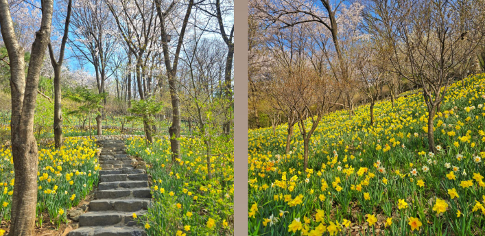 화담숲 실시간 온라인 예매 및 300% 즐길방법 확인