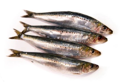 심혈관 질환에 좋은 음식, 예방식품 - 정어리의 효능