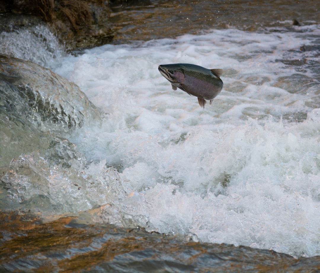 Trout