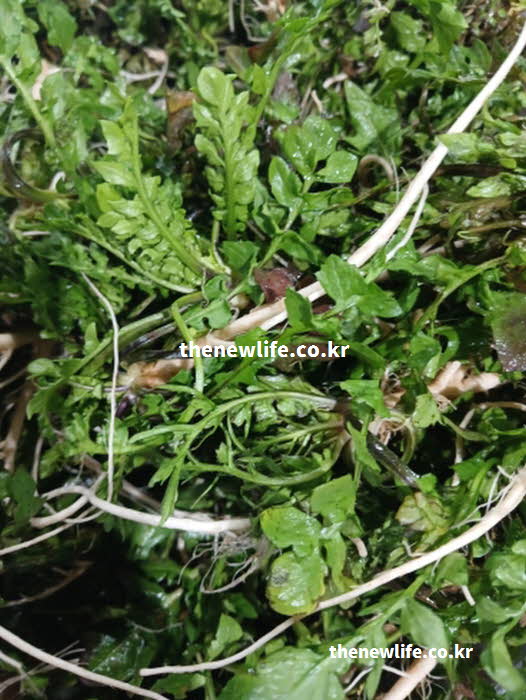 냉이 효능의 눈 건강에 좋은 베타카로틴과 비타민A가 가득한 실사진