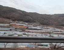 미나리-비닐하우스-재배