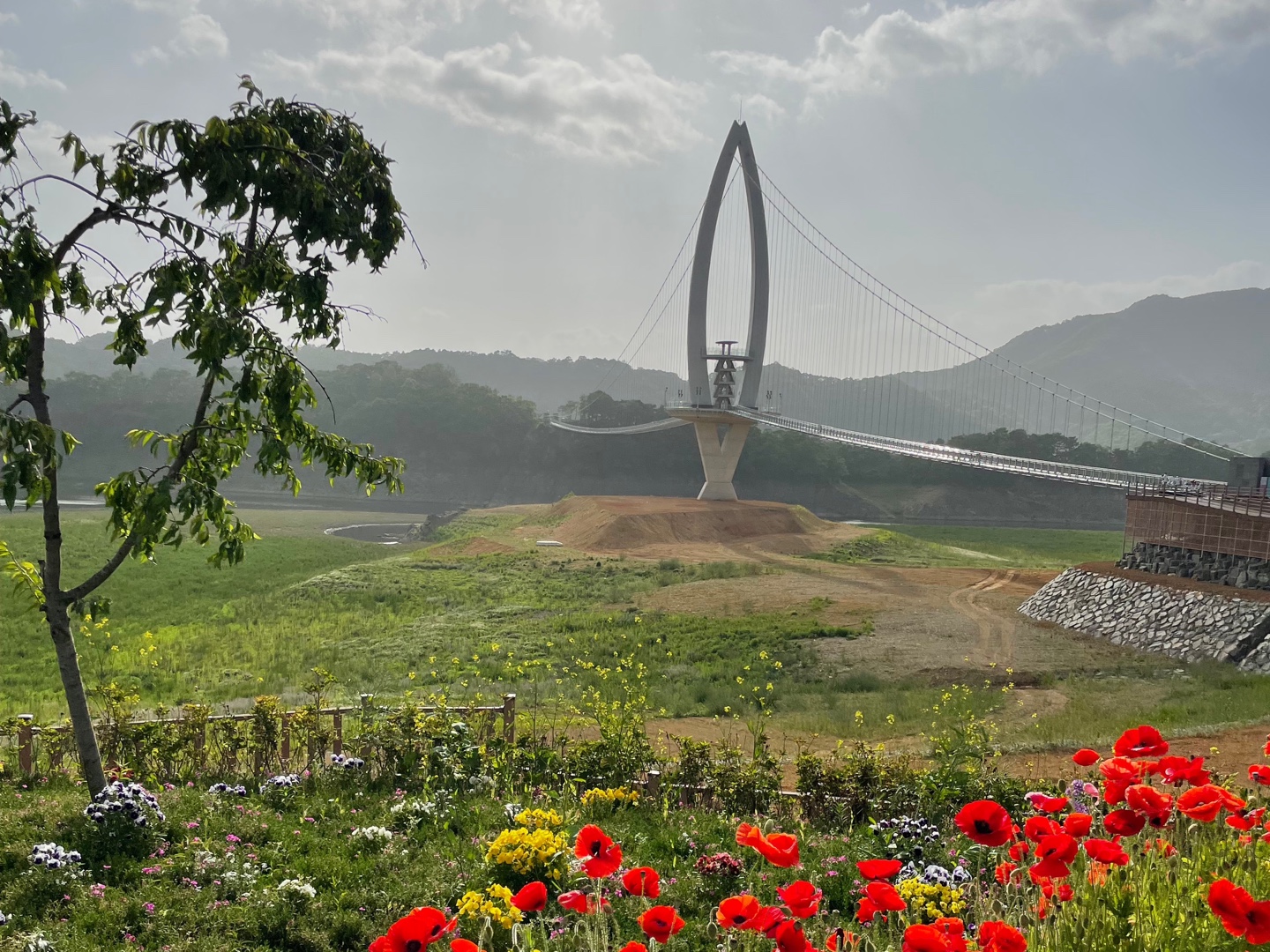 요산공원양귀비