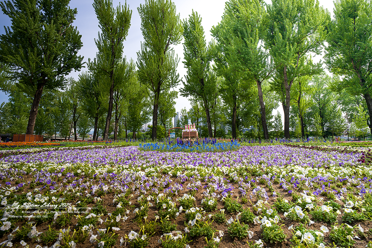 #꽃 #공원 #증평 #보강천 #미루나무숲