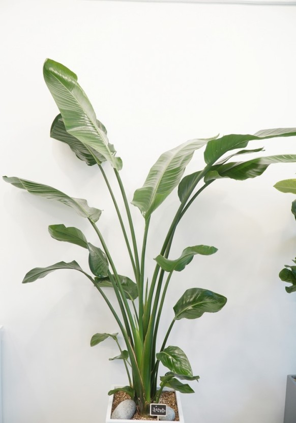 공기정화 능력이 탁월한 극락조의 플렌테리어 모습