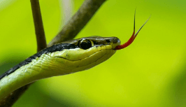 뱀이 알을 낳는 꿈해몽