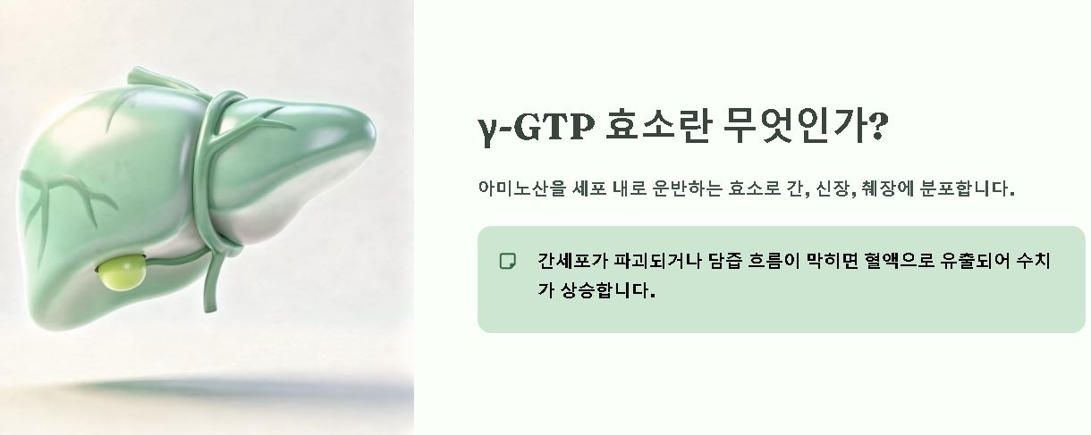 y-gtp 수치란