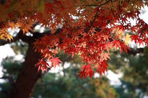 2025년 화담숲 예약방법