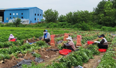 경남 창녕 햇땅콩 택배 주문 방법