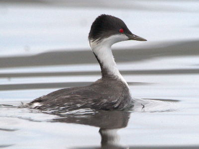 후닌 논병아리의 연령별 신체 변화와 성장 단계 분석