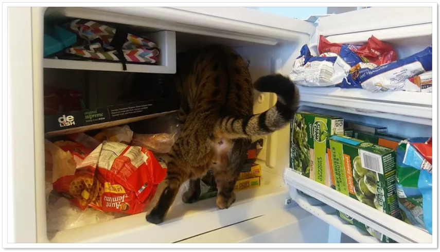 잠자는 고양이 2