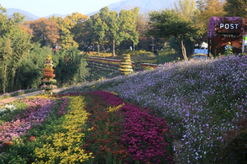 화순_남산공원_국화축제