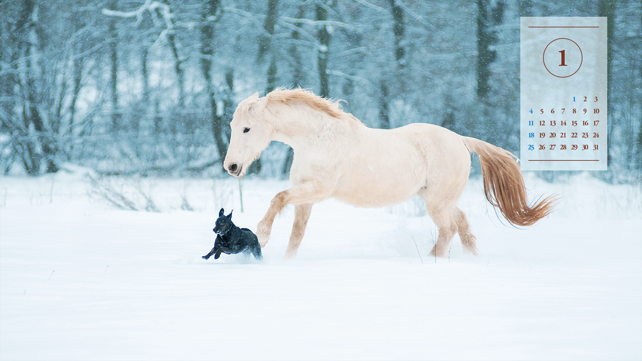 04 흰색 말과 강아지 A - 2026년1월 달력배경화면
