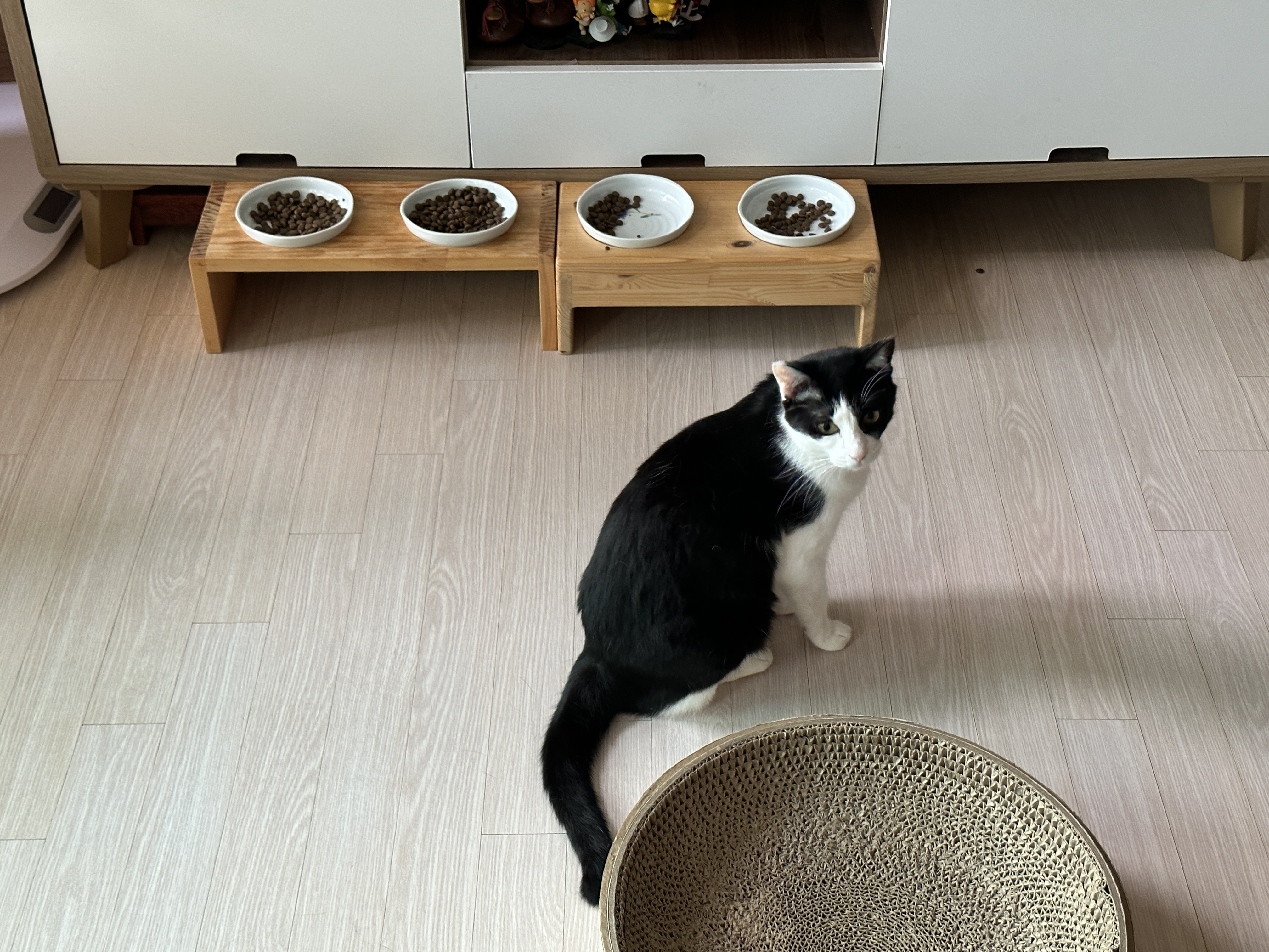 밥그릇_앞에_앉아_있는_젖소냥이_두리