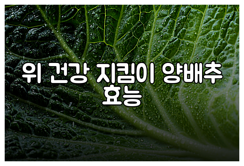 위 건강 지킴이 양배추 효능