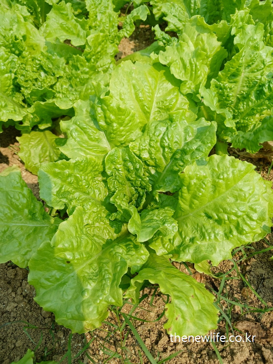Green leaf lettuce (Cheong-sangchu) growing in a Korean field-한국 밭에서 자라고 있는 청상추 (일반 상추)의 실제 모습
