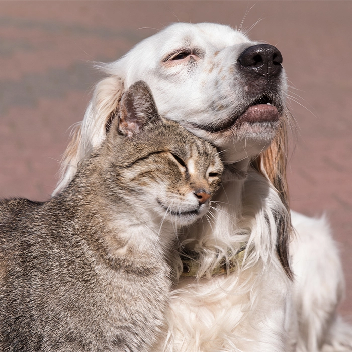 강아지&#44;고양이