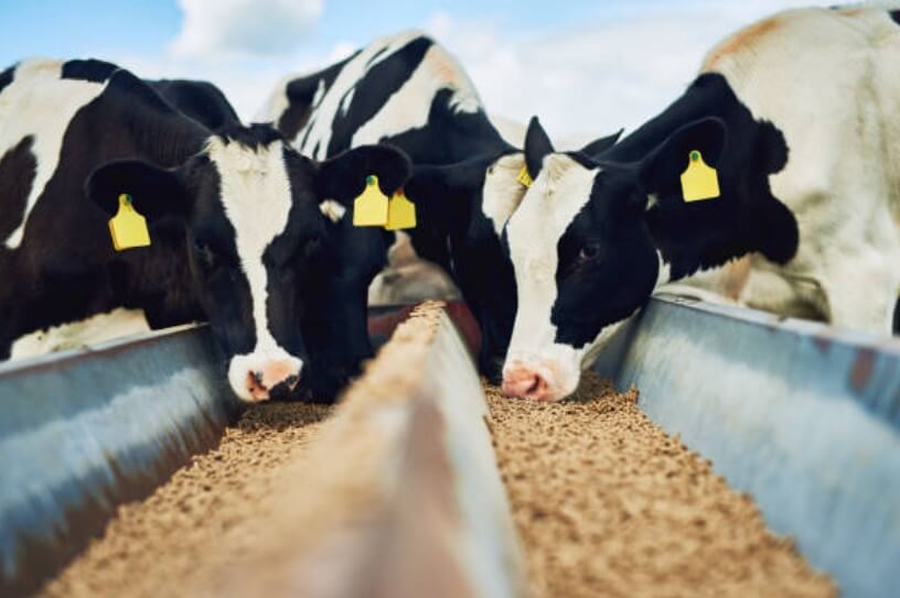 61년생소띠운세