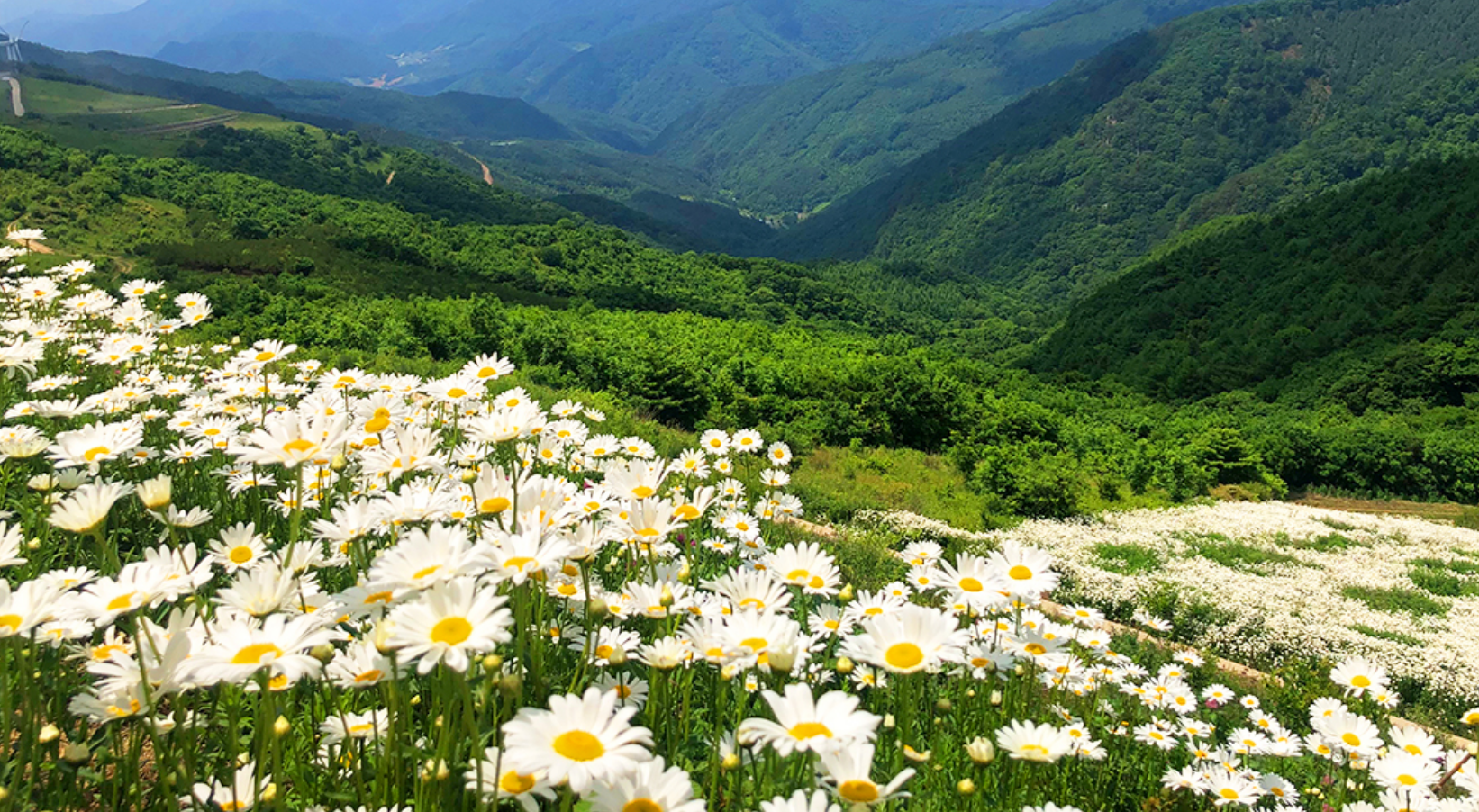 평창 육백마지기 샤스타데이지2